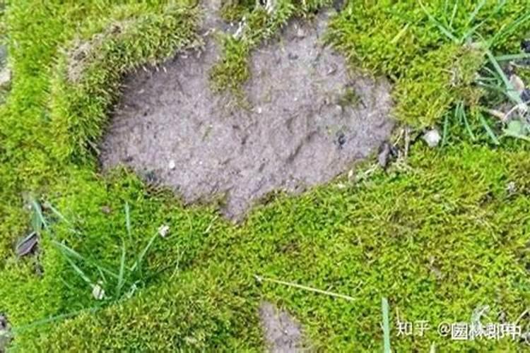 磷肥可以杀青苔吗