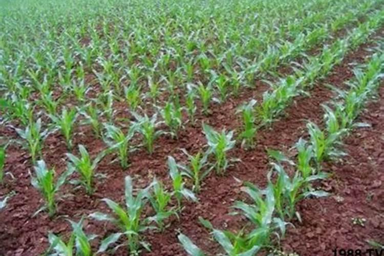 玉米苗肥用什么最好？