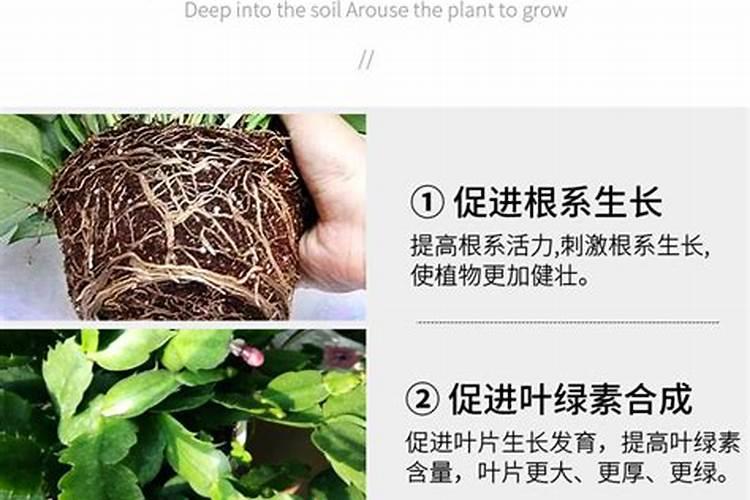 有什么肥料适合蟹爪兰