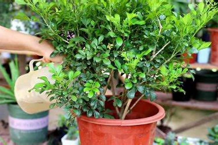 白花三叶草什么时候种植 多少钱一斤 好种吗