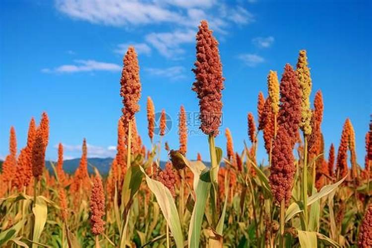 郎糯红19号高粱灌桨使用技巧和注意事项详解