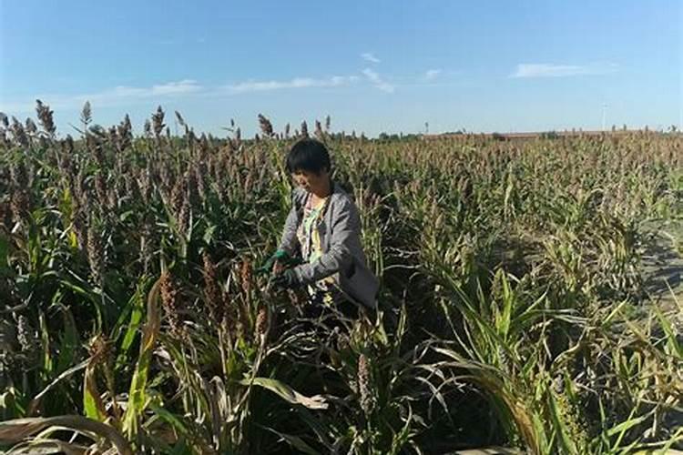 请问老师生育期长的高粱品种如何来促早熟？