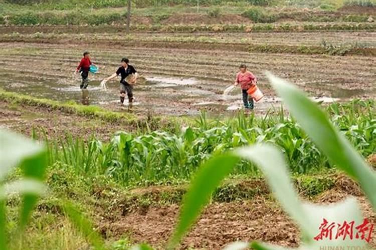 豆角用什么肥料效果好(种植豆角结果期需要什么叶面肥)