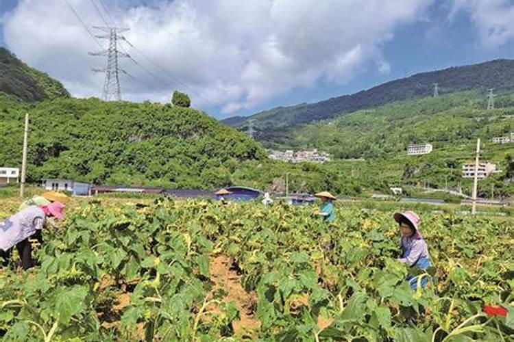 柑橘喷雾时叶面滴水效果好吗？