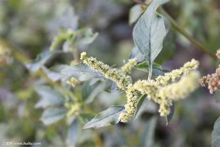 青菜种下去以后,具体怎么施肥呢