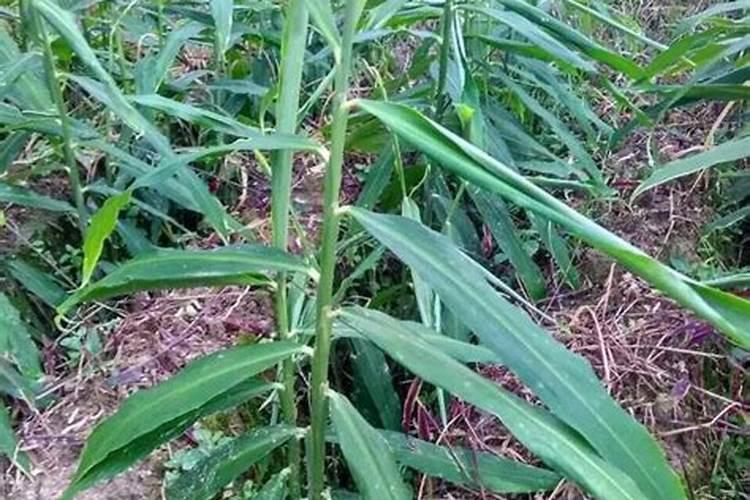 大姜种植后头两次浇水应怎么冲施肥料？