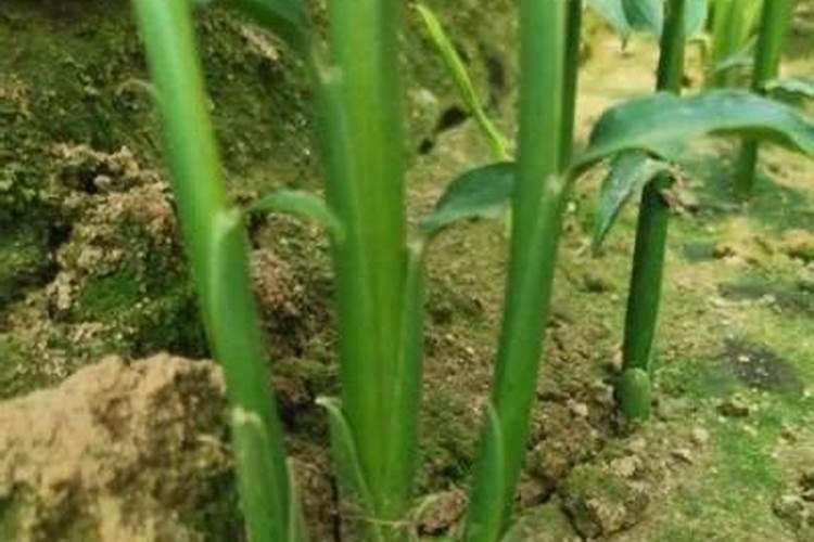 大姜用什么底肥产量高？大姜冲施什么肥长势旺？大姜用什么肥料好？