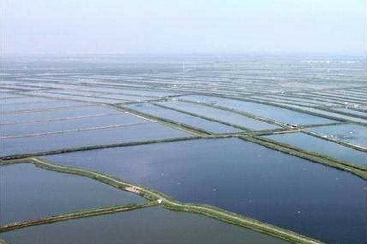 如何综合治理水体中氨氮和亚硝酸盐过高