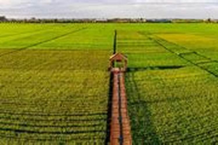 有机大米有哪些品牌