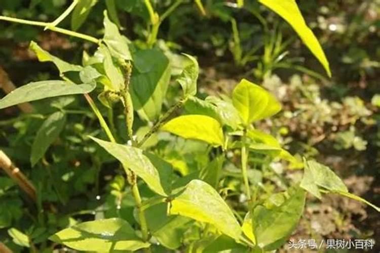 种植山豆根怎么施肥？