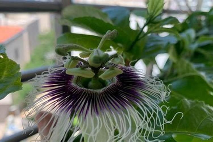 百香果如何科学使用叶面肥？