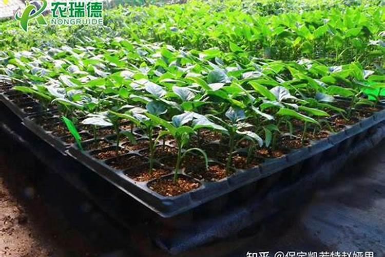 磷酸二氢钾在蔬菜上怎么用化肥料o？