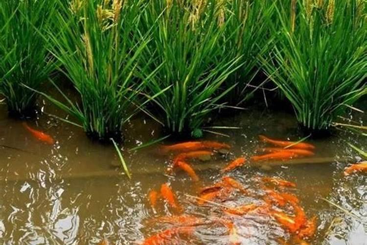 作物使用鱼蛋白肥会有什么效果？