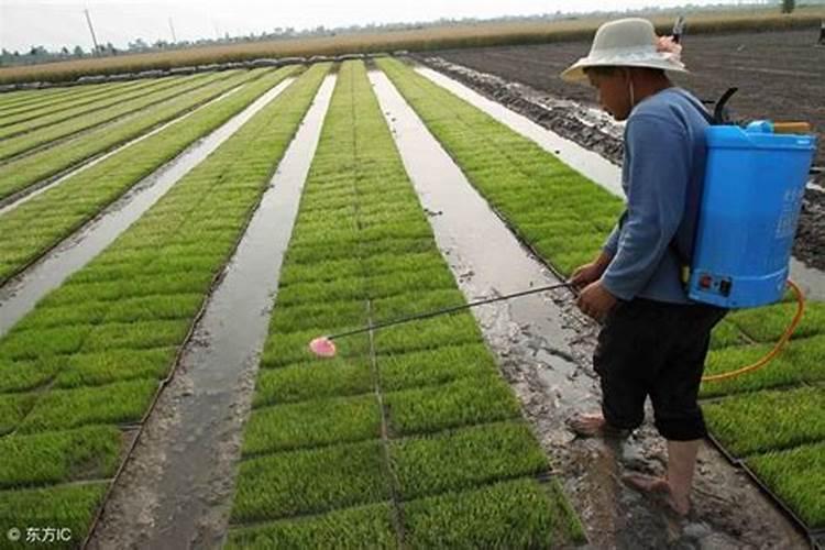尿素可以化成水随大水冲施吗