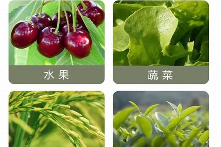 什么水溶肥能促进根系发达？果树如何育苗快速生根？