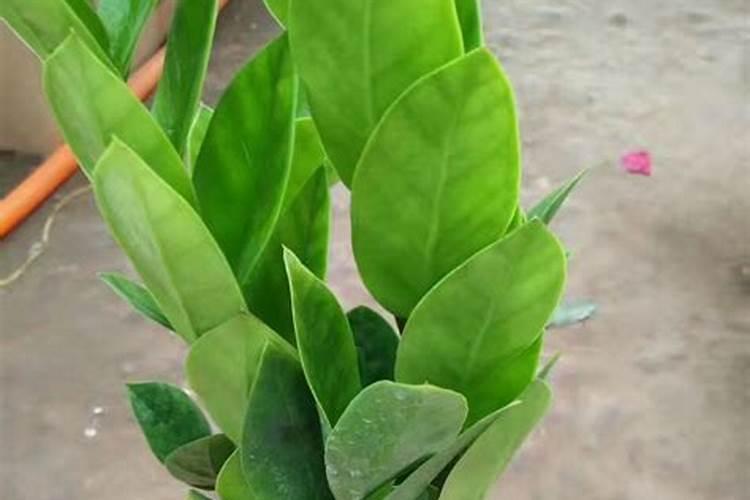 金钱树浇什么水好 长得更旺盛