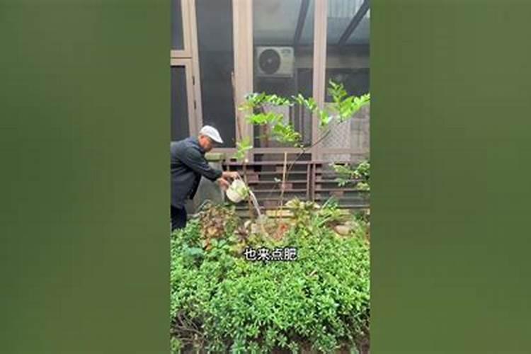 水溶肥果树灌根正确方法