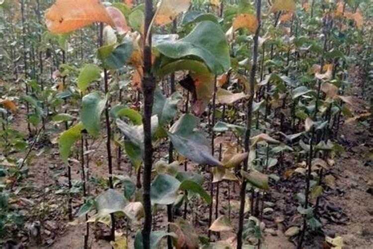 小麦打过除草剂几天可以打叶面肥