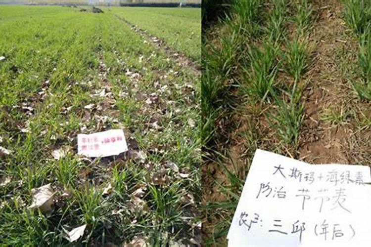 小麦打了除草剂几天能打叶面肥和药