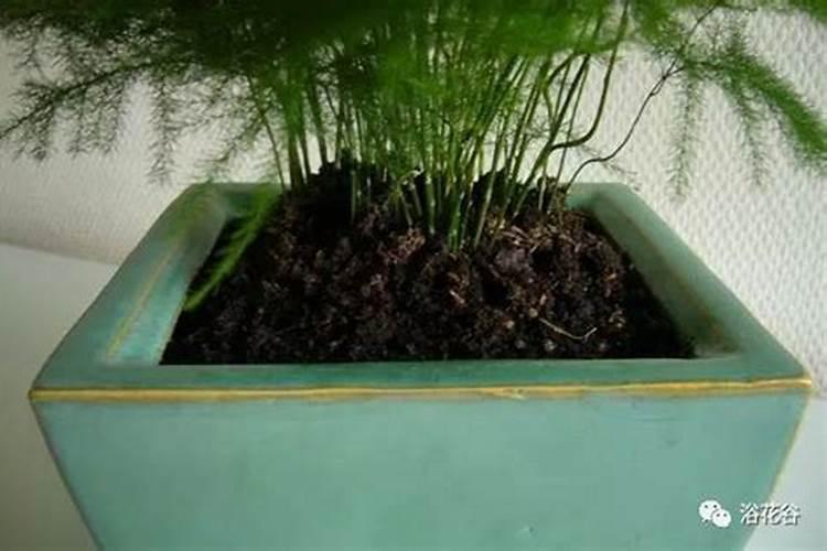 文竹需要哪些肥料