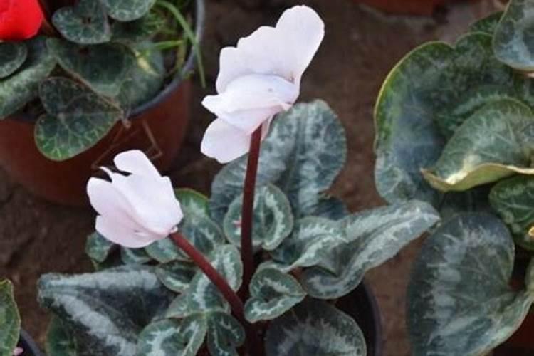 仙客来花期怎么施肥