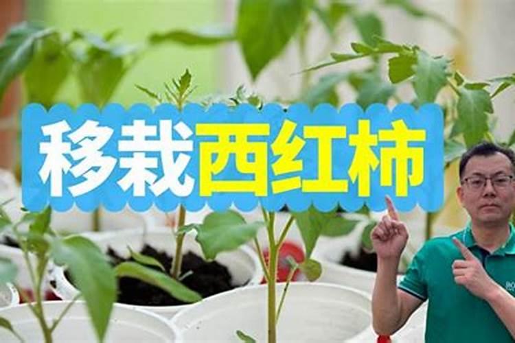 西红柿长多高时再追肥施什么肥