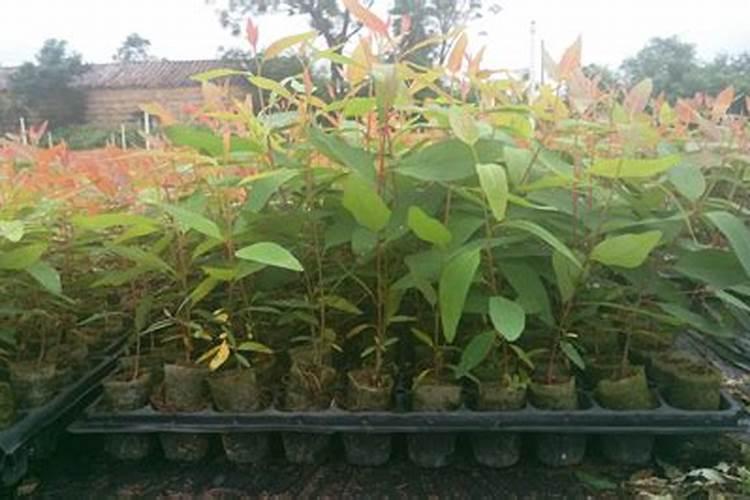 桉树种植与施肥方法