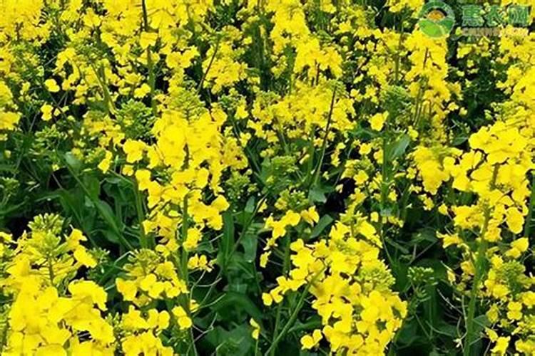 菜花的种植管理技术 长见识了吧