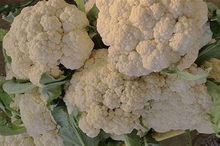 高品质花菜怎么施肥？这样做,花大味美销路好