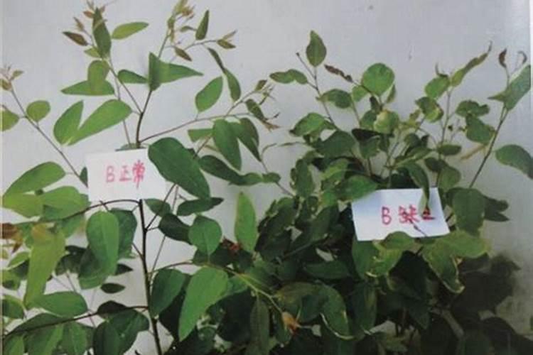 桉树如何施肥比较好