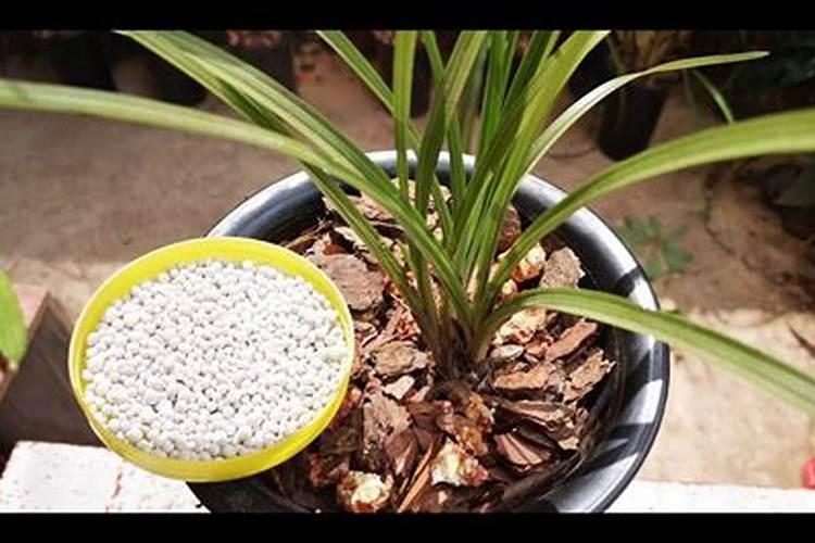 兰花用复合肥的使用方法