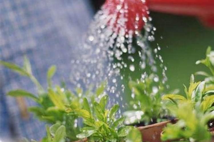 复合肥可以化成水浇花吗？