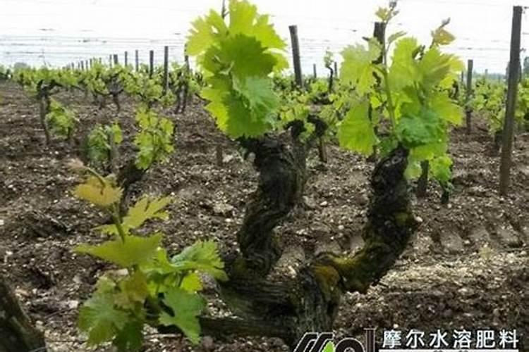 套袋后巨峰葡萄一亩地套3000多个袋用多少冲施肥