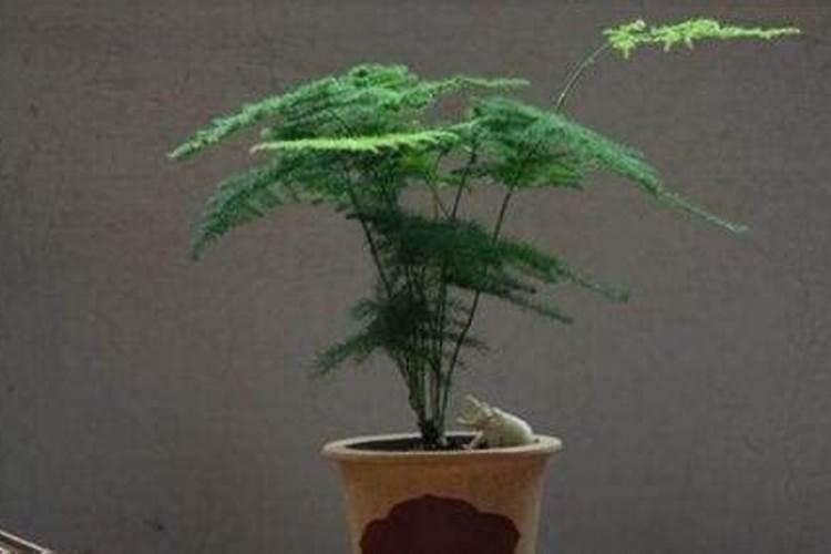 文竹最好施什么肥