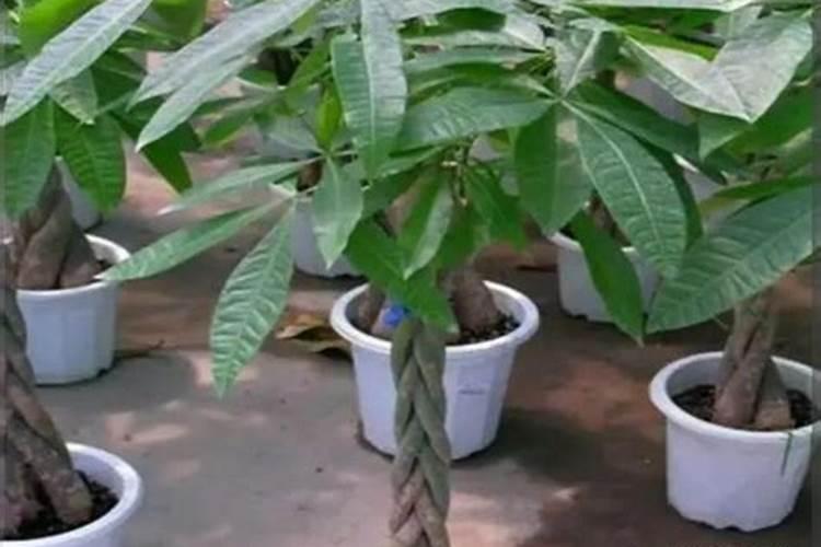 发财树怎么养护用什么肥生根 发财树如何养护用什么肥生根