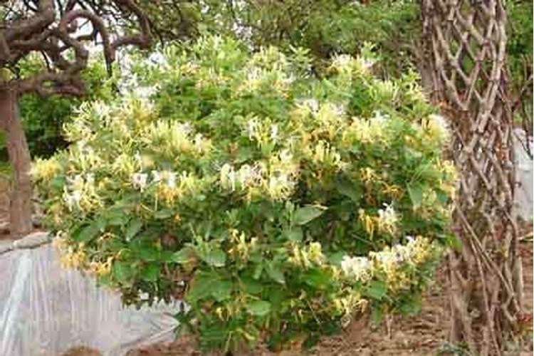 冬天开花的植物有哪些？