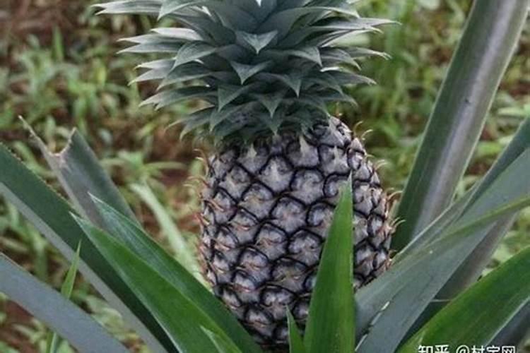 如何 对菠萝施肥
