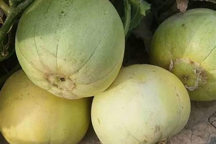 甜瓜施什么肥料好？甜瓜增产用哪个叶面肥？甜瓜膨果叶面肥用金泰靓百...