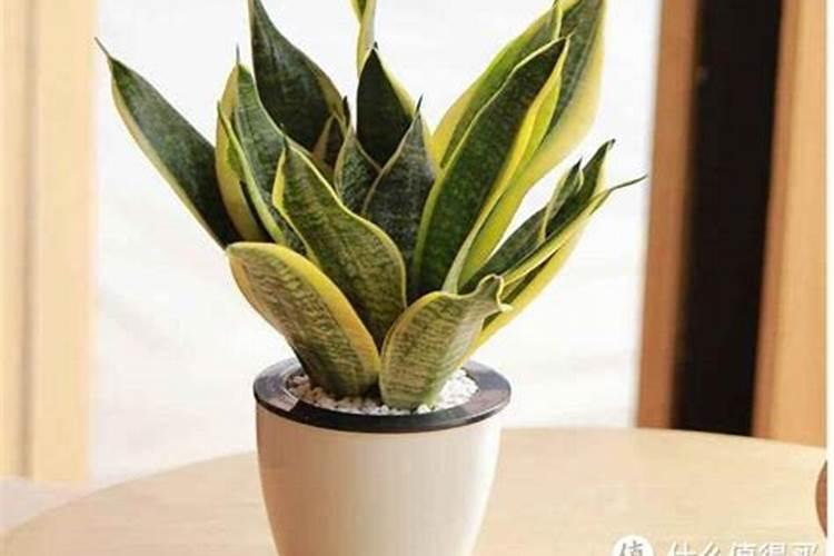 虎皮兰能用磷酸二氢钾么？