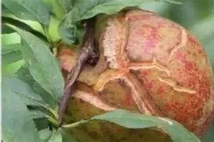 芸苔素在桃树花前喷施什么时间好？