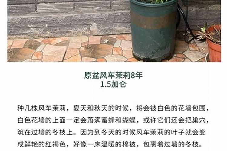 风车茉莉的养殖方法 怎么养长的快