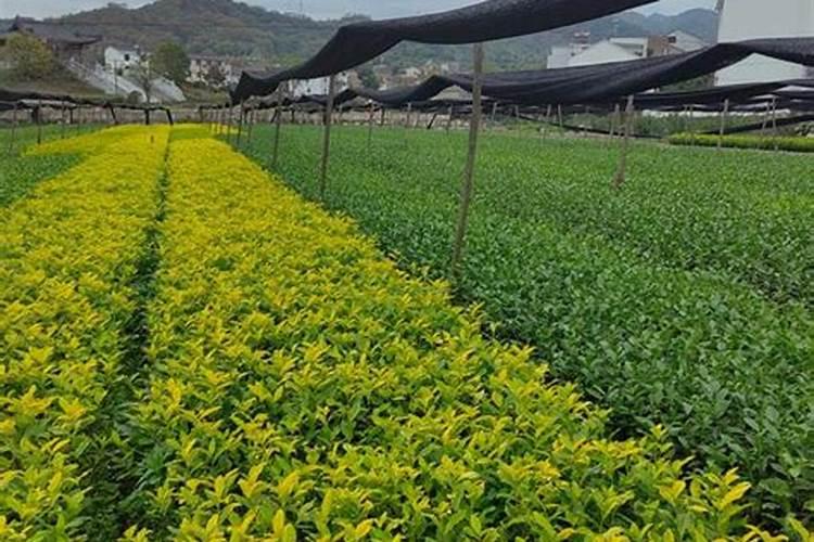 普洱茶能浇花吗