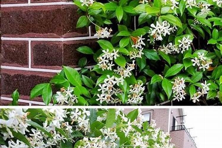 风车茉莉枝条长了黄色毛茸茸的东西？