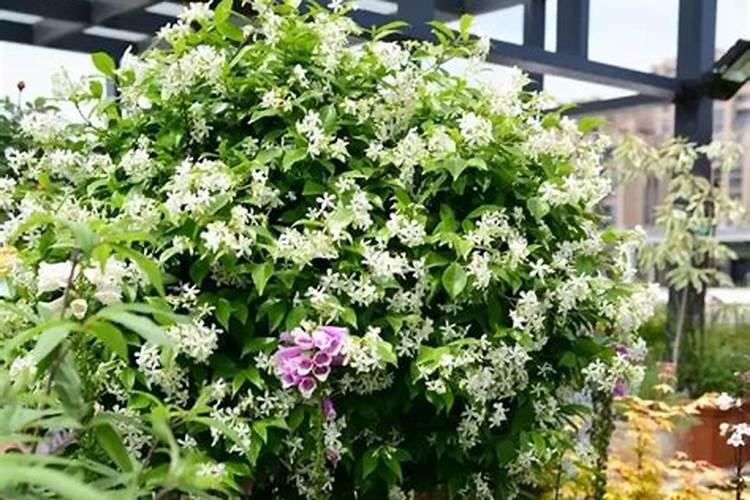 风车茉莉喜肥吗 喜欢施什么肥料