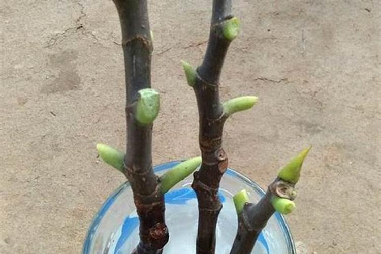 蓝莓苗怎样种植