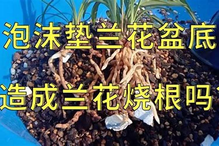 磷肥放多了会烧根吗