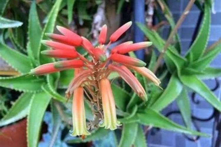 芦荟该施什么肥料