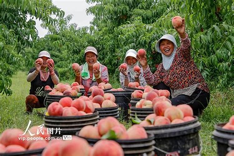 桃树长粗最快三个办法