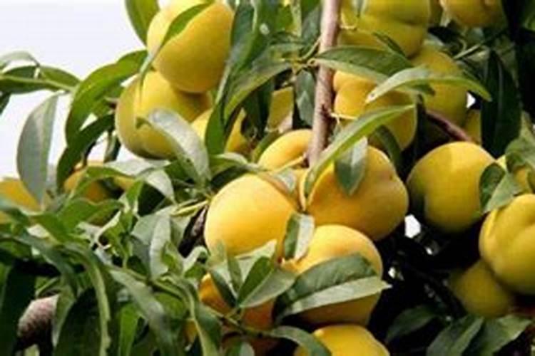 怎么样给桃树施肥