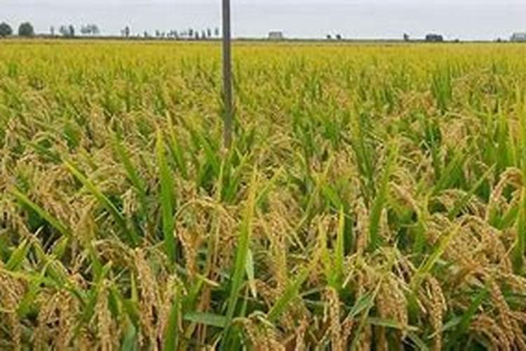 水田淹水期不宜施用哪种氮肥